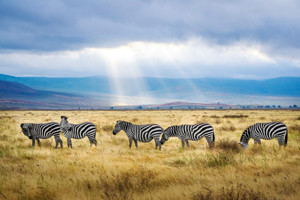 El pulso indomable de Tanzania hendrik cornelissen qs4e9t0hjc0 unsplash