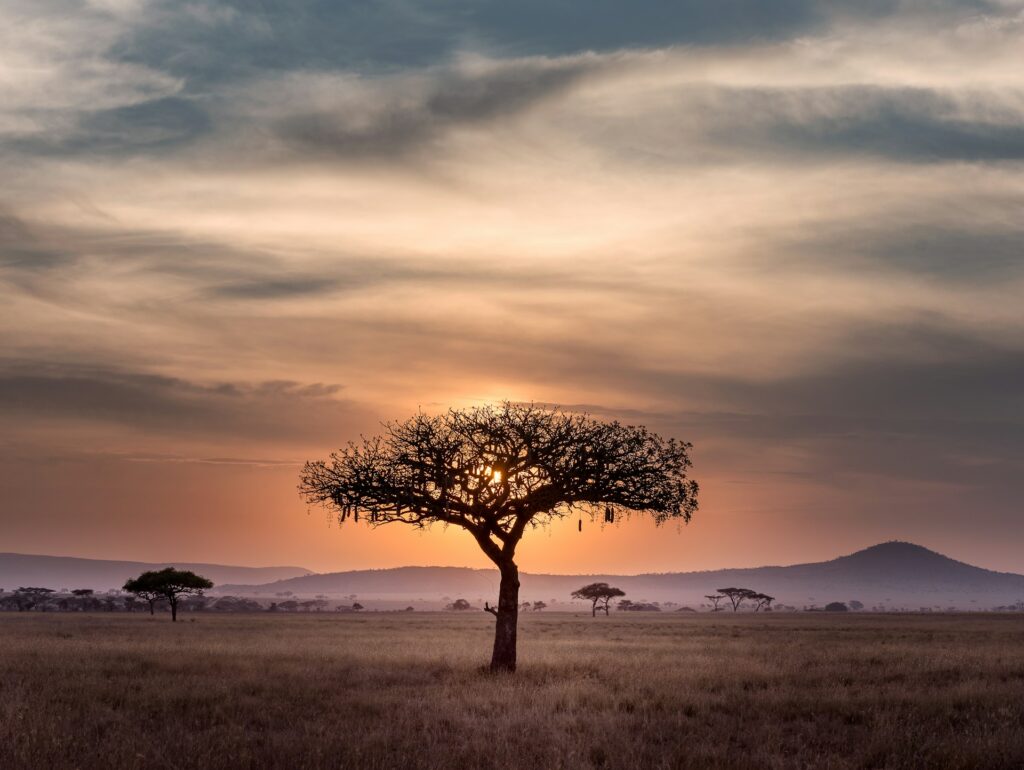 El pulso indomable de Tanzania hu chen 60xloogwkfa unsplash