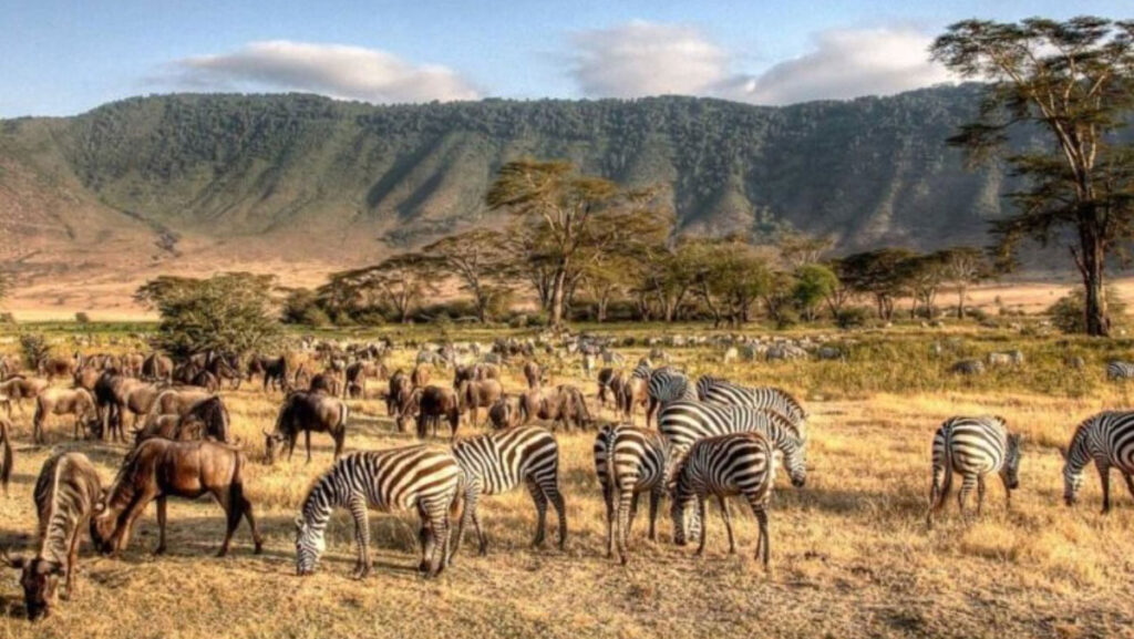 El pulso indomable de Tanzania tanzania5