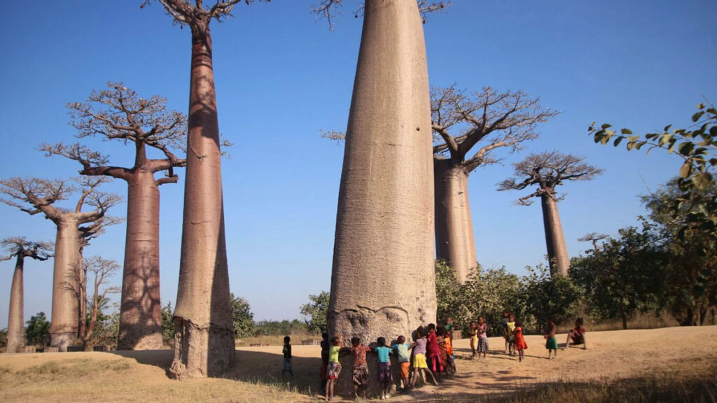 El pulso indomable de Tanzania tanzania8