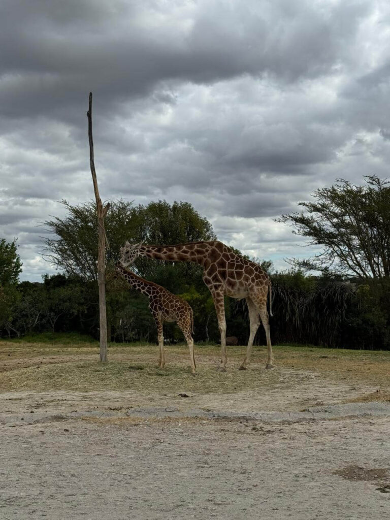 whatsapp image 2026 01 30 at 7.47.45 pm