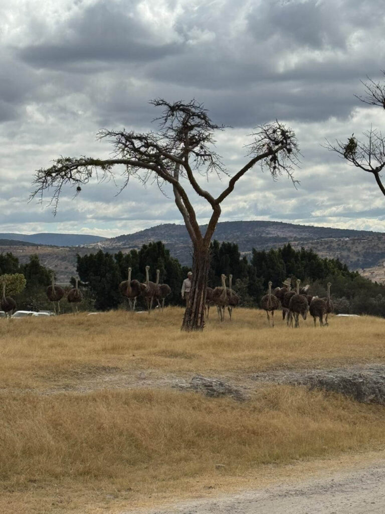 whatsapp image 2026 01 30 at 7.47.46 pm (1)