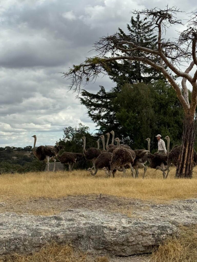 whatsapp image 2026 01 30 at 7.47.46 pm (2)