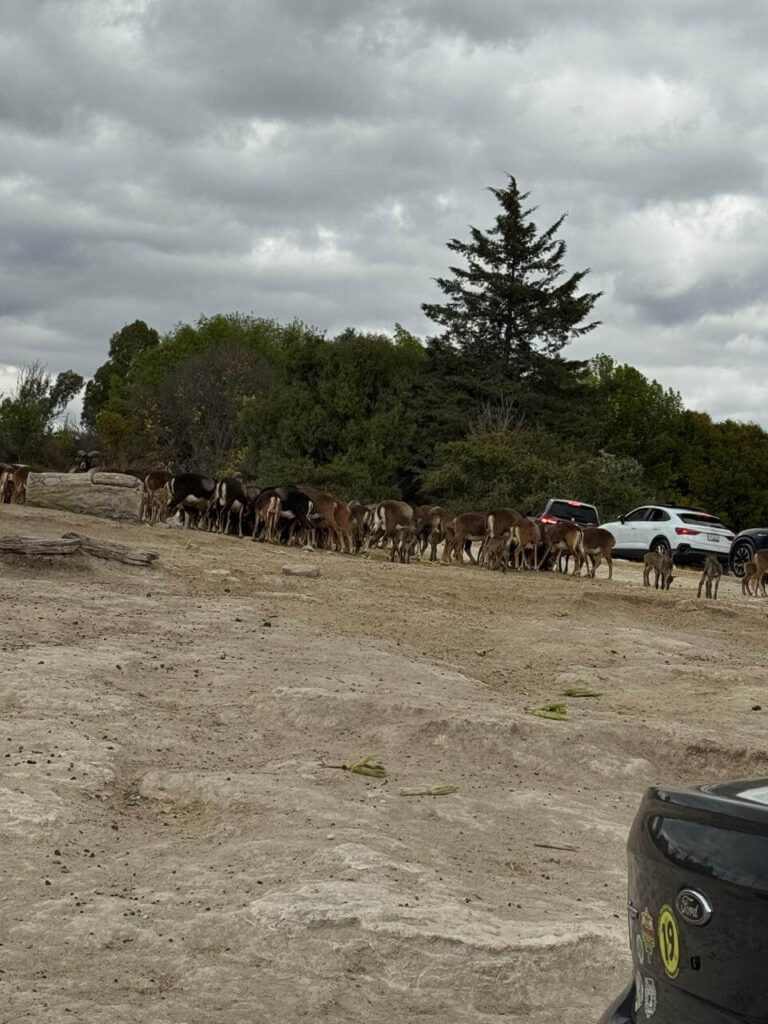 whatsapp image 2026 01 30 at 7.47.46 pm (3)