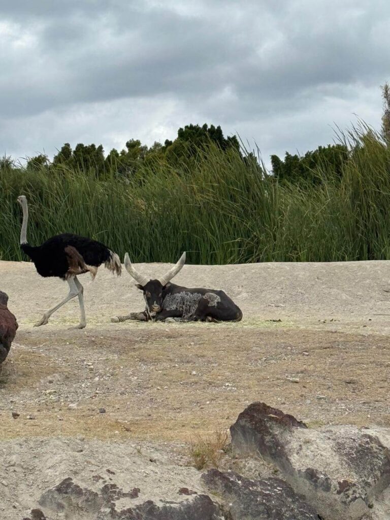 whatsapp image 2026 01 30 at 7.47.46 pm (4)