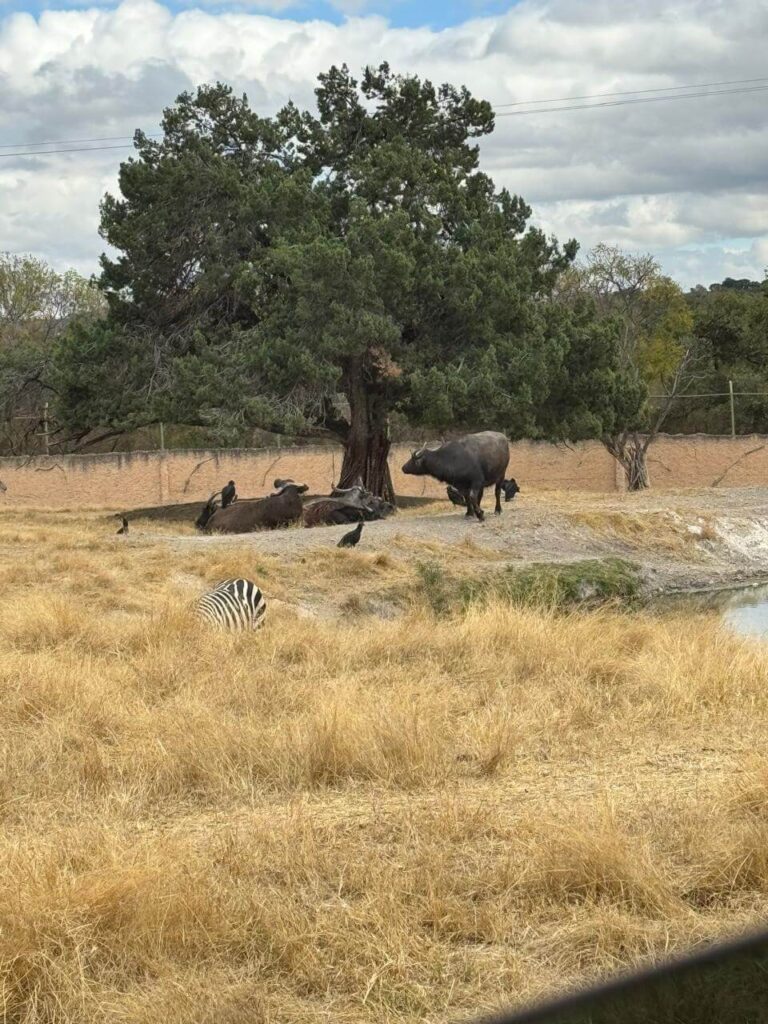 whatsapp image 2026 01 30 at 7.47.46 pm (5)