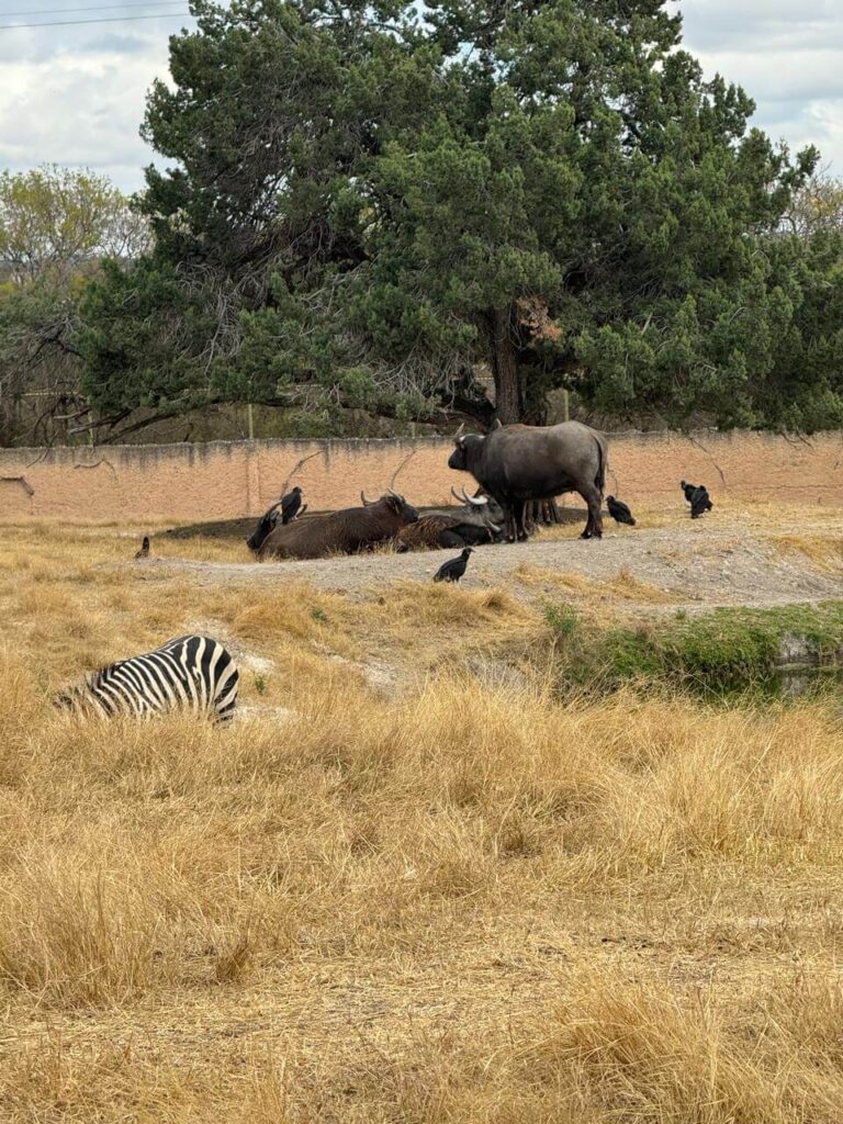 whatsapp image 2026 01 30 at 7.47.46 pm (6)