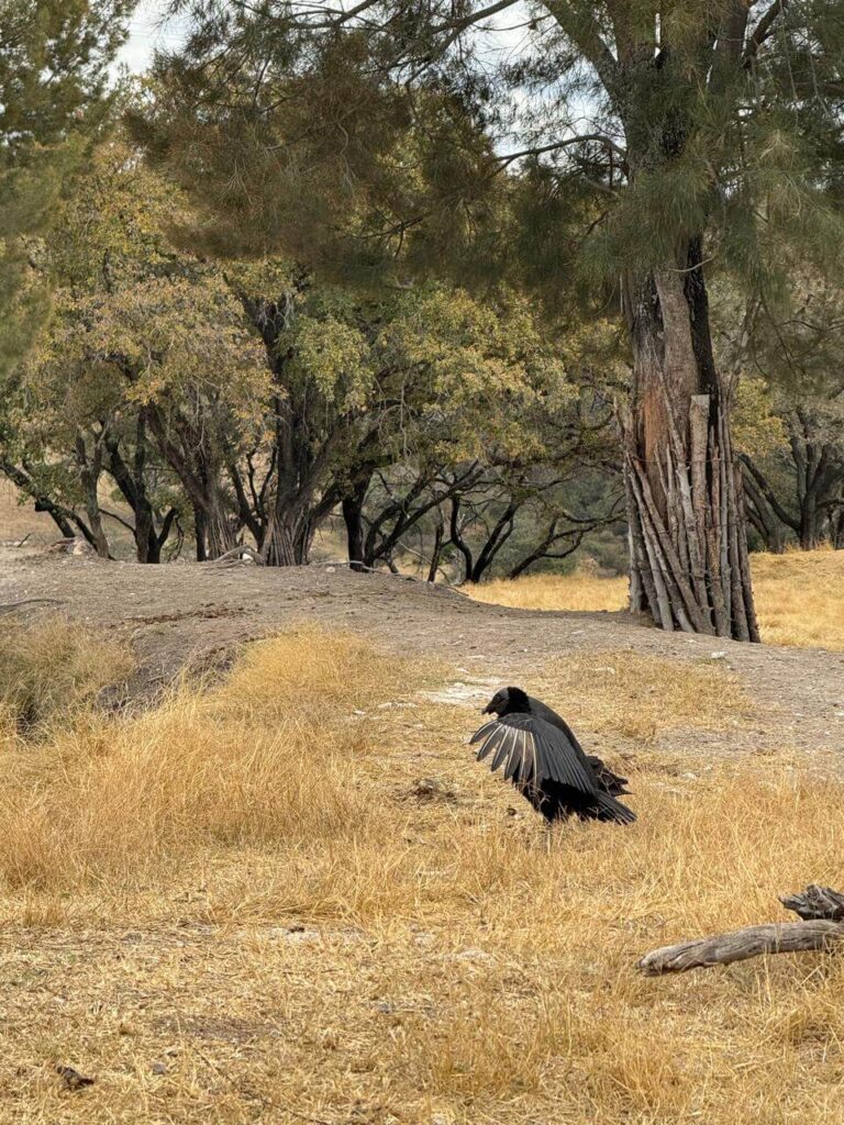 whatsapp image 2026 01 30 at 7.47.46 pm (7)