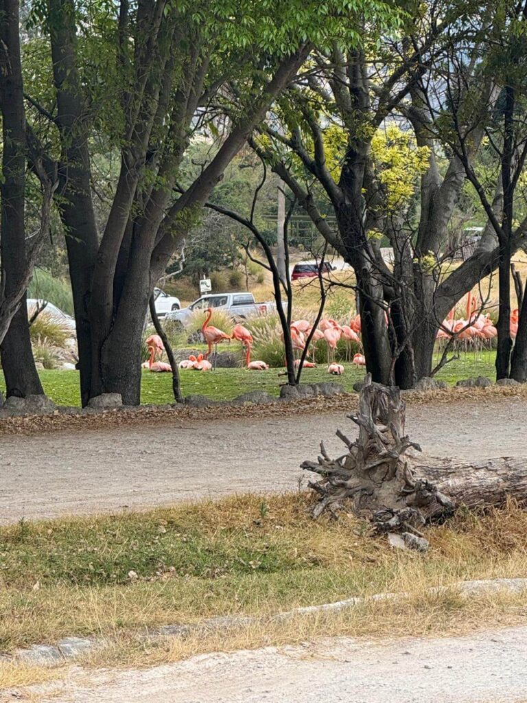 whatsapp image 2026 01 30 at 7.47.46 pm