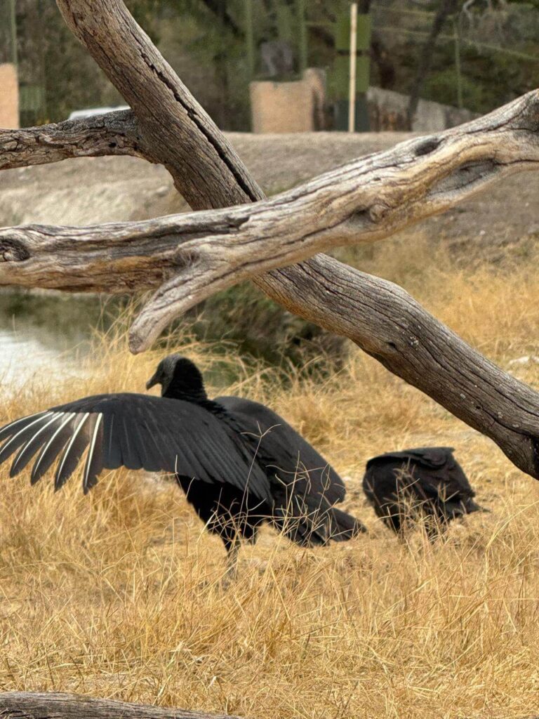 whatsapp image 2026 01 30 at 7.47.46 pm (9)