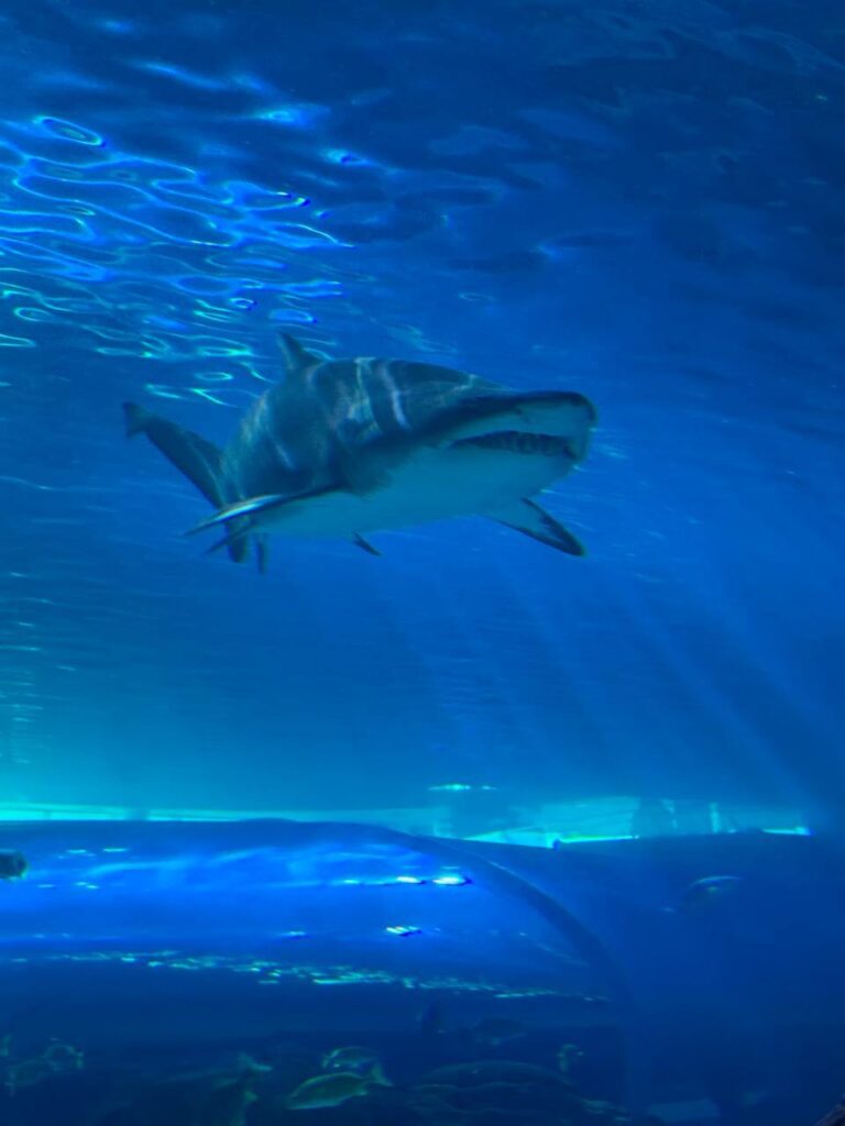 whatsapp image 2026 01 30 at 7.51.37 pm (16)