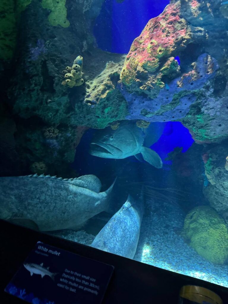 whatsapp image 2026 01 30 at 7.51.37 pm (18)