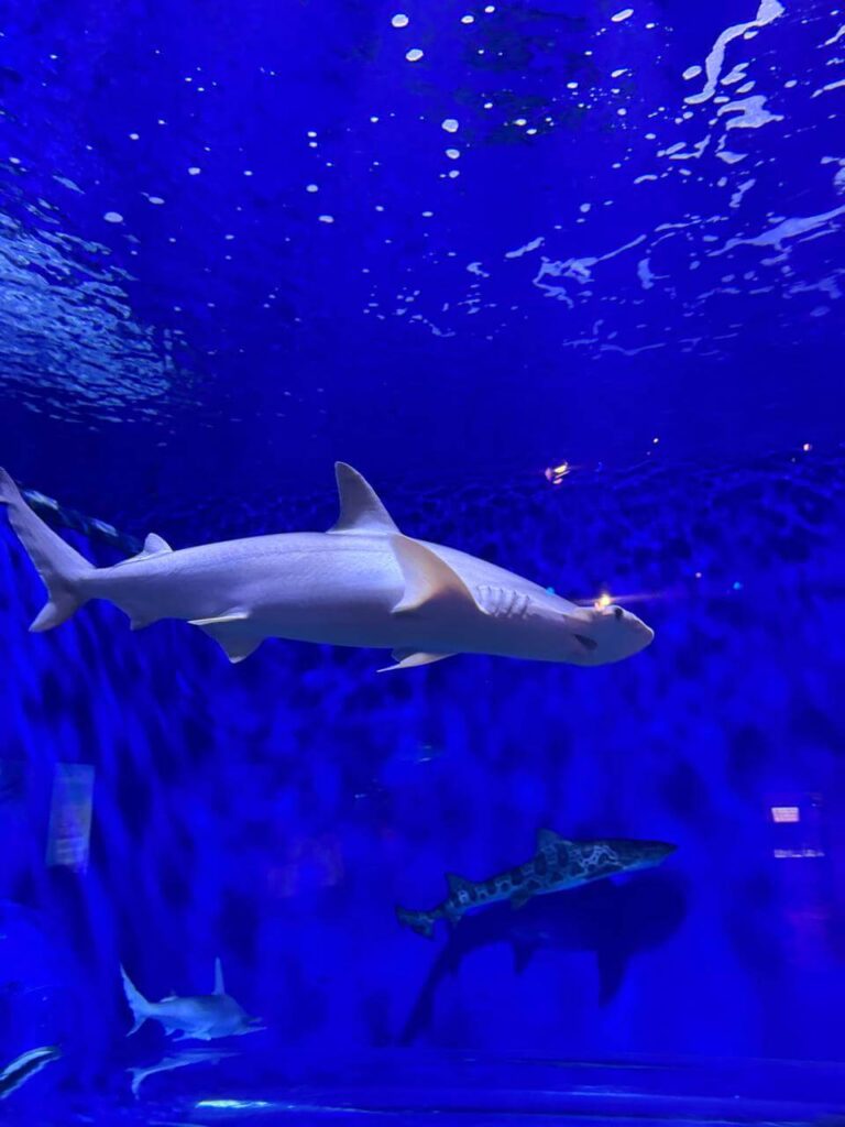 whatsapp image 2026 01 30 at 7.51.37 pm (23)