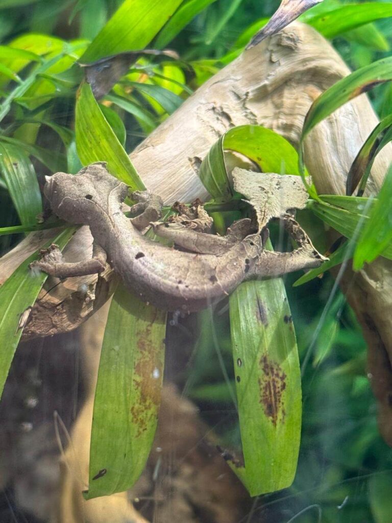 whatsapp image 2026 01 30 at 7.51.37 pm (27)