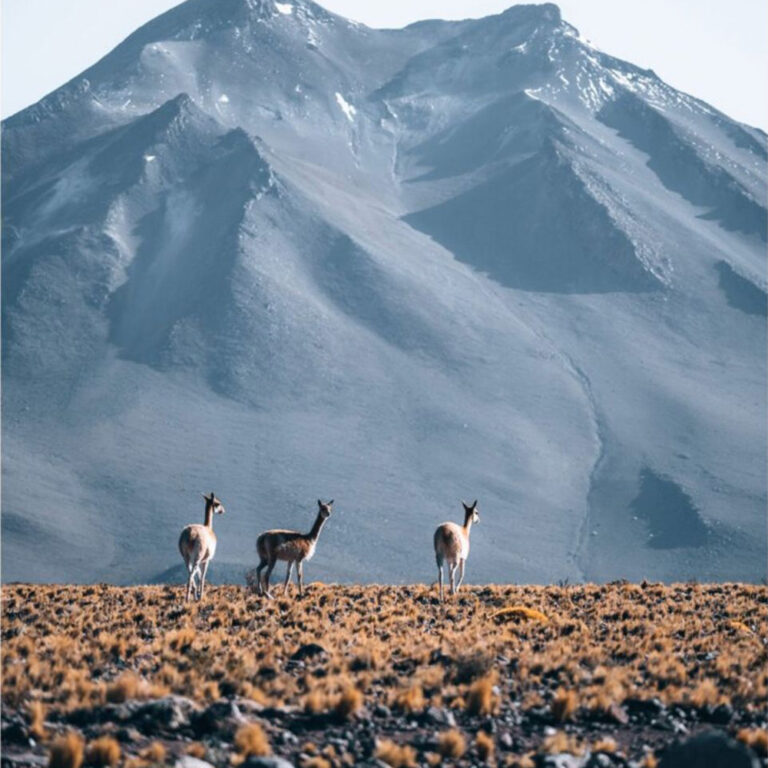 chile03