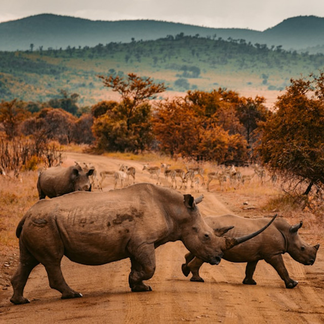 Sudáfrica redcharlie xtvo0ffgkli unsplash