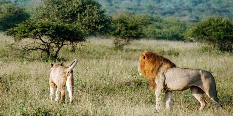 Sudáfrica sudafrica04