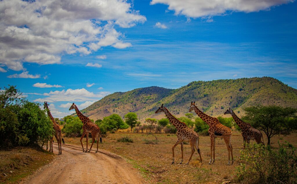 El pulso indomable de Tanzania eliott chatauret 2ap8bzp0mew unsplash