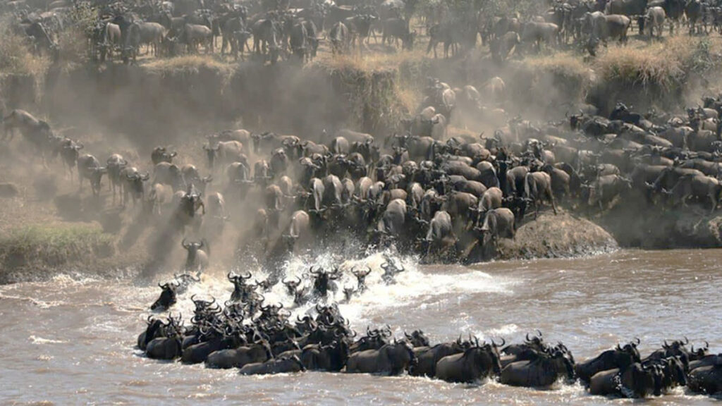 El pulso indomable de Tanzania tanzania12