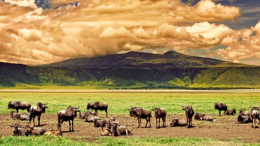 El pulso indomable de Tanzania tanzania3