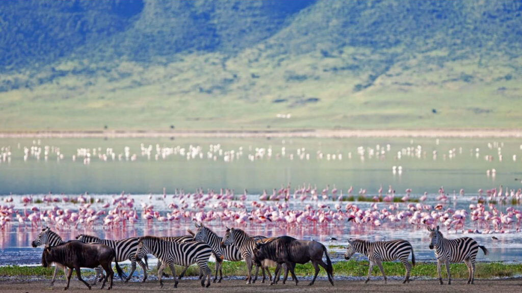 El pulso indomable de Tanzania tanzania6